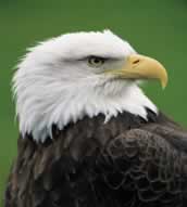 eagle